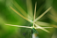 Ptilostemon casabonae Ptilostemon casabonae